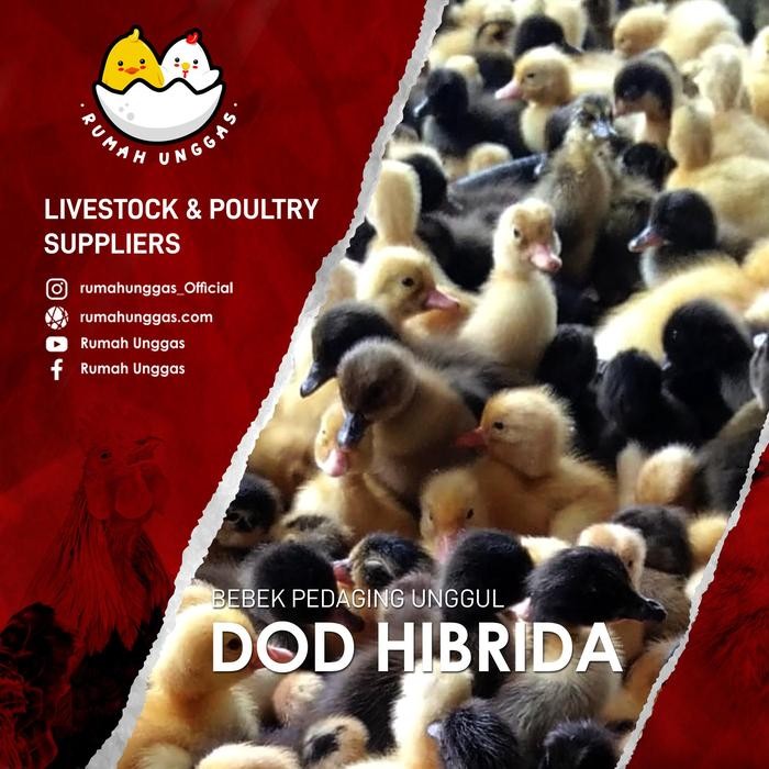 Terlaris Dod Hibrida Mix (Bibit Bebek Hibrida)