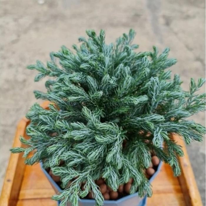 Gardening_Love Tanaman Hias Cemara Perak/Cemara Silver/Cemara Perak
