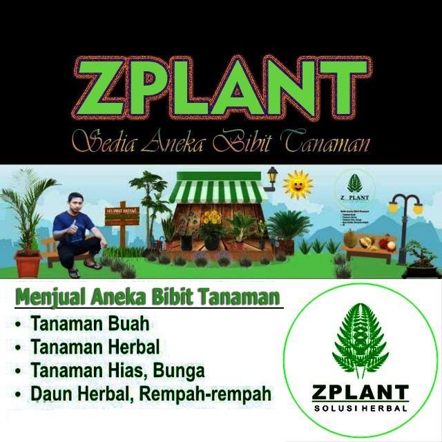 Gardening_Love Bibit Turi Merah Pohon Kembang Bunga Obat Herbal
