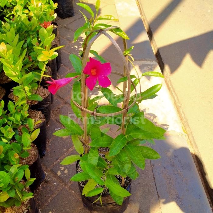 Gardening_Love Tanaman Hias Alamanda/Tanaman Alamanda Bunga Merah