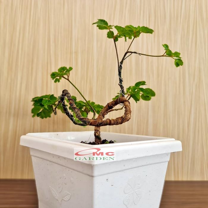 Gardening_Love Bonsai Mame Berlangkas Andong Kedondong Laut Ming Aralia Polyscias 001