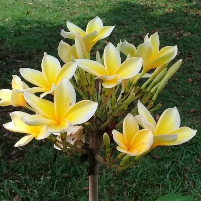 Gardening_Love Pohon Kamboja Bunga Kuning//Kamboja Bali