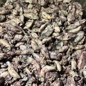 

BABY CUMI LOKAL FRESH – Kualitas Premium, Tidak Amis, Gurih