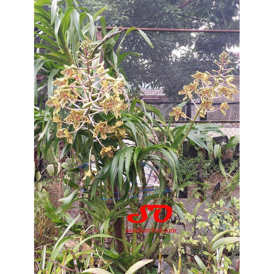 Terlaris Rumpun Kecil Grammatophyllum Speciosum / Anggrek Tebu