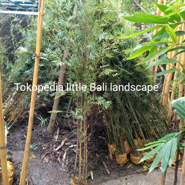 Terlaris Tanaman Bambu Cina Kuning 1,8 Meter