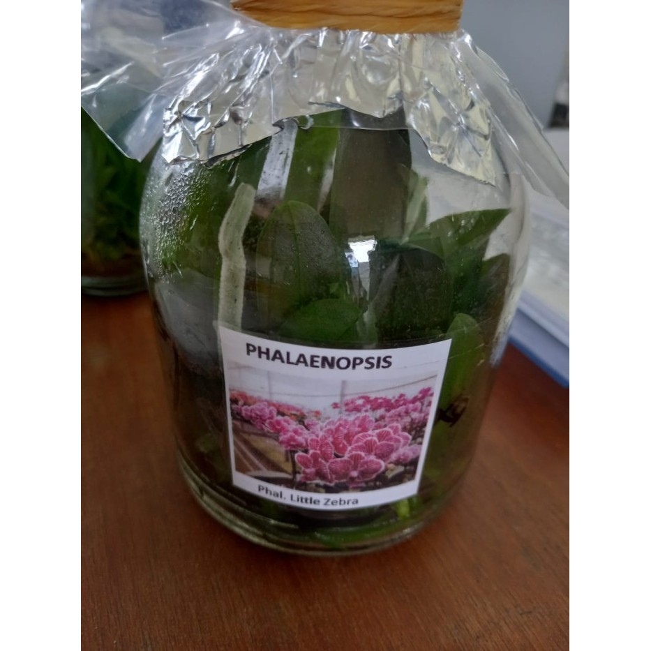 Terlaris Bibit Botolan Anggrek Bulan Hybrid