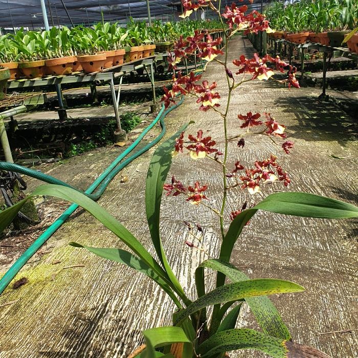 Terlaris Anggrek Oncidium Wangi Dewasa