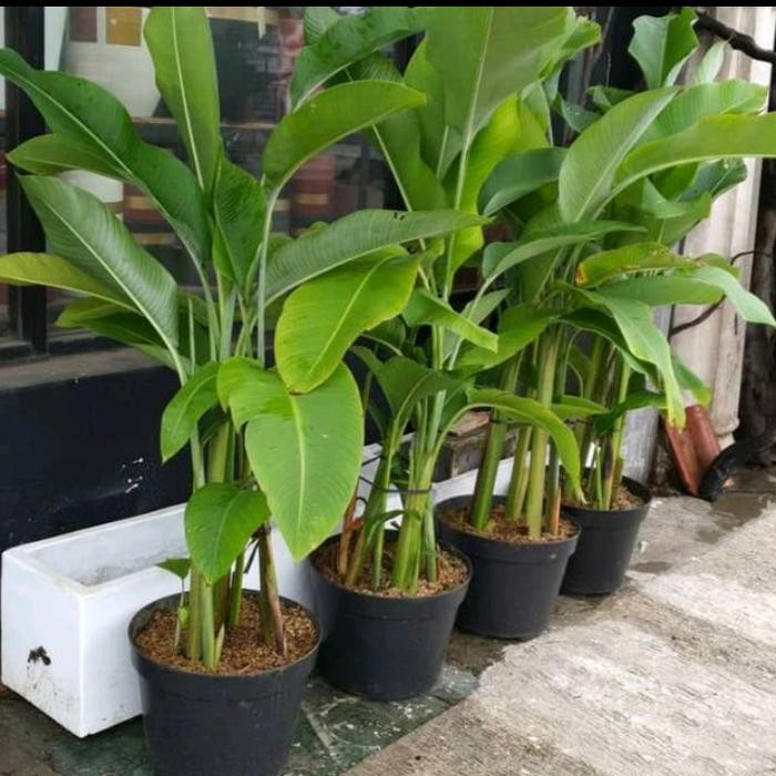 Terlaris Tanaman Hias Karabia,Pisang Pisangan, Tinggi 90 Cm