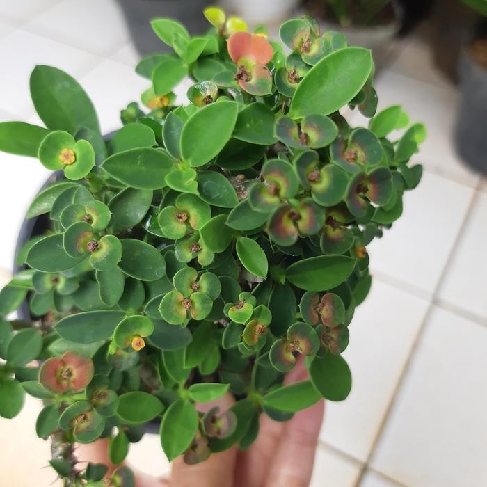 Terlaris Euphorbia Milli Mini Paket Yg Besar Dan Kecil