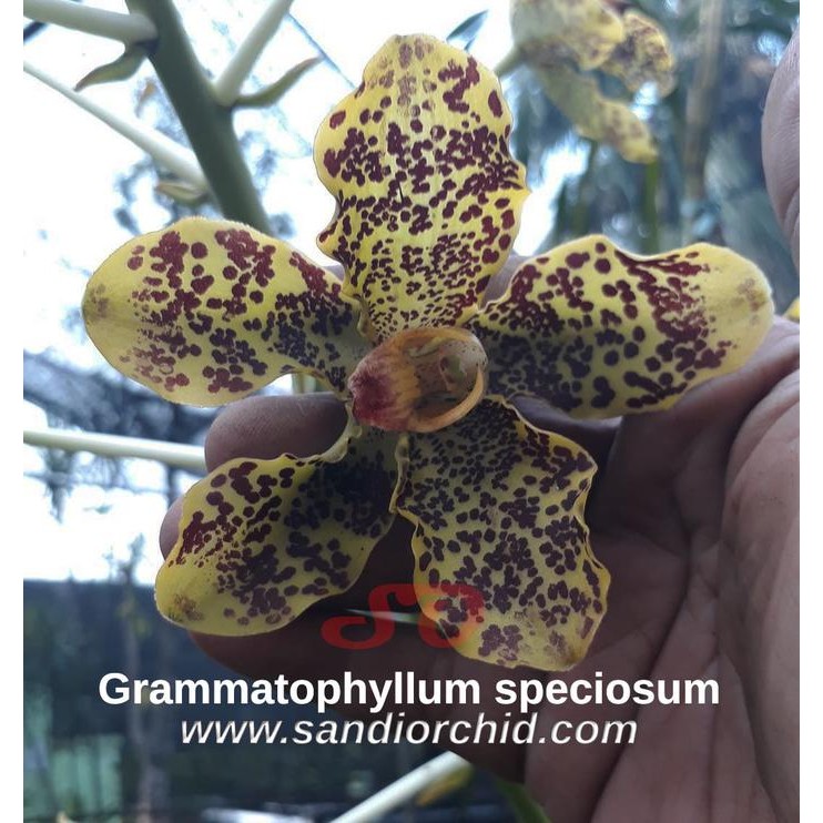 Terlaris Grammatophyllum Speciosum Var. Papua