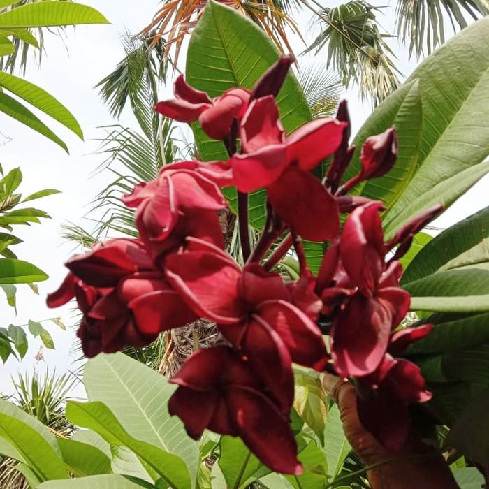 Terlaris Bibit Stek Pohon Kamboja Bali Atau Plumeria Merah Hitam Bludru