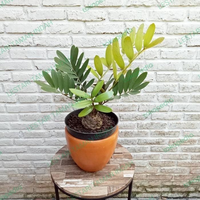 Terlaris Tanaman Hias Zamia Furfuracea Pohon Sikas Zamia Tanaman Sikas Zamia