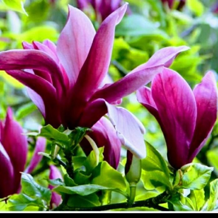 ORIGINAL Bibit Taan Bunga Kantil Merah/ Cempaka Merah Langka READY STOCK