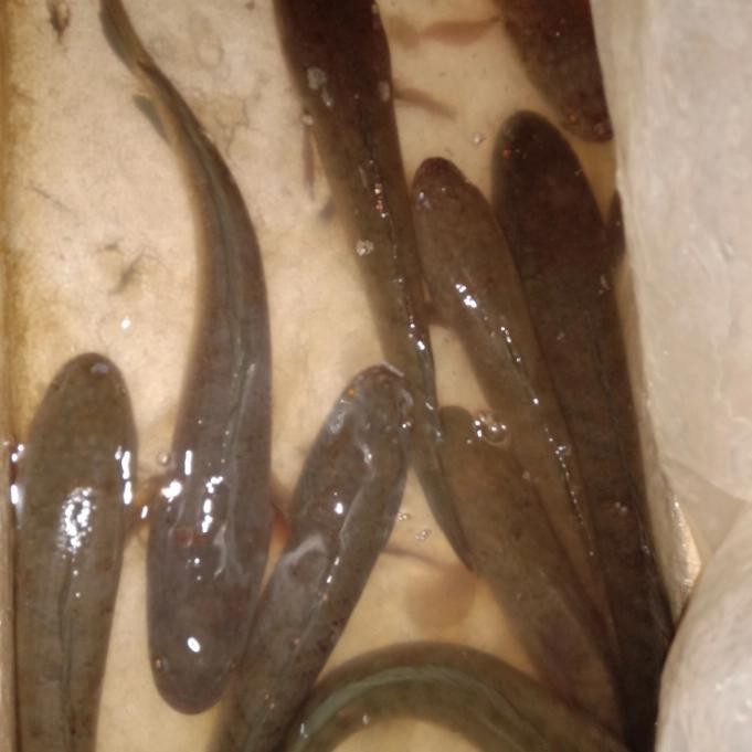 

ikan gabus hidup 1 kg