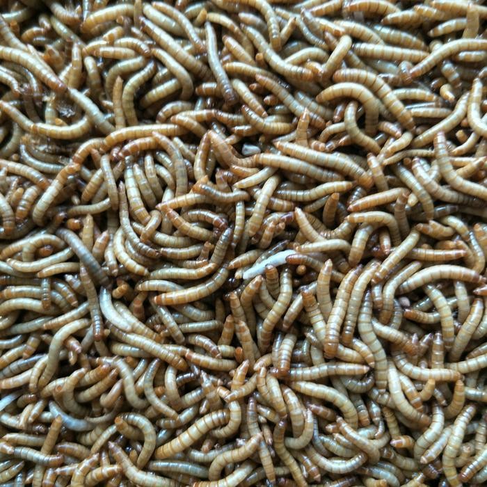 ulat hongkong /ulat pakan burung/ulat hongkong pakan ikan 1kg