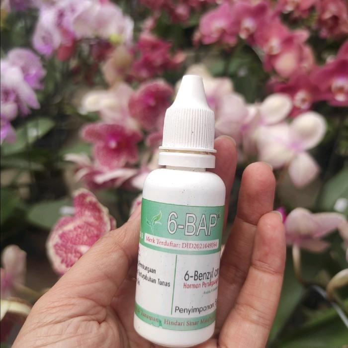 Pupuk 6BAP untuk anggrek bulan mini mini "2"