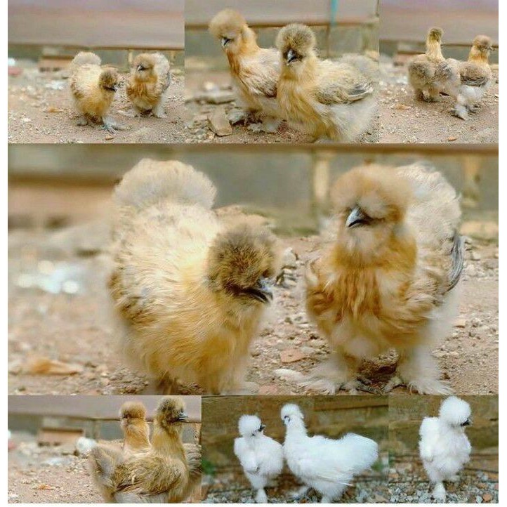 ayam american silkie