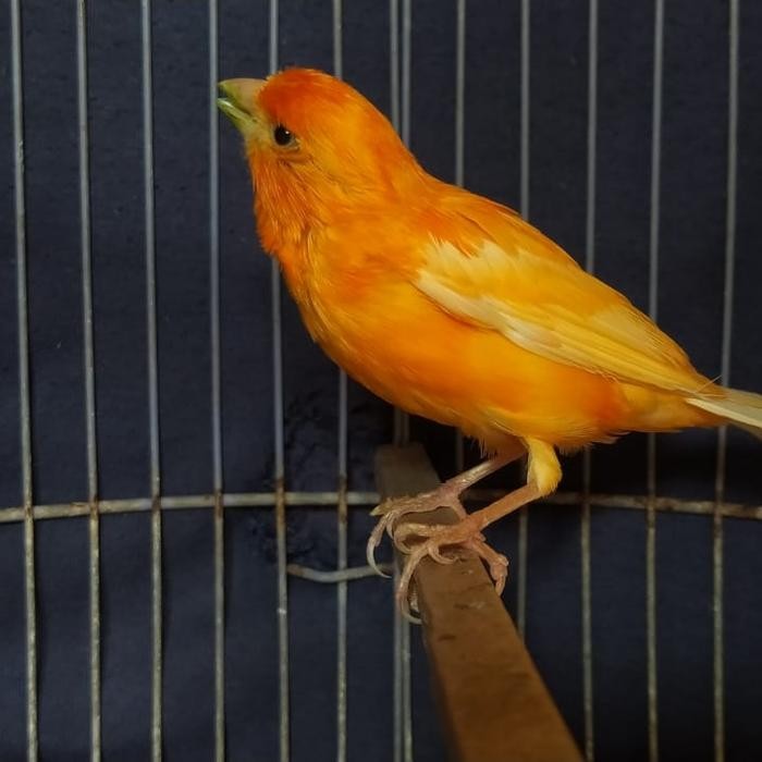 Burung kenari merlok gacor murah