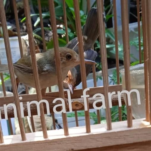 Burung Prenjak Atas Alam Sepasang Rajin Bunyi