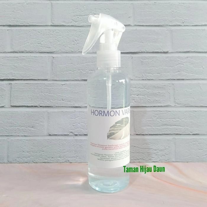 Terlaris Hormon Untuk Variegata Tanaman Hormon Strepson Siap Pakai Pilih Varian SALE