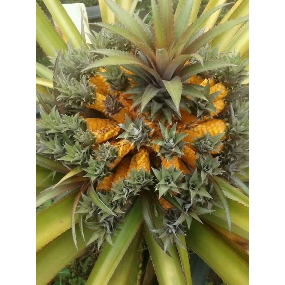 Bibit Tanaman Nanas Medusa