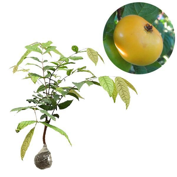 Bibit Buah Araza - Tinggi 40cm