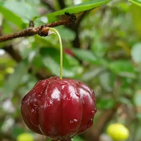 bibit besar dewandaru 1 meter siap berbuah