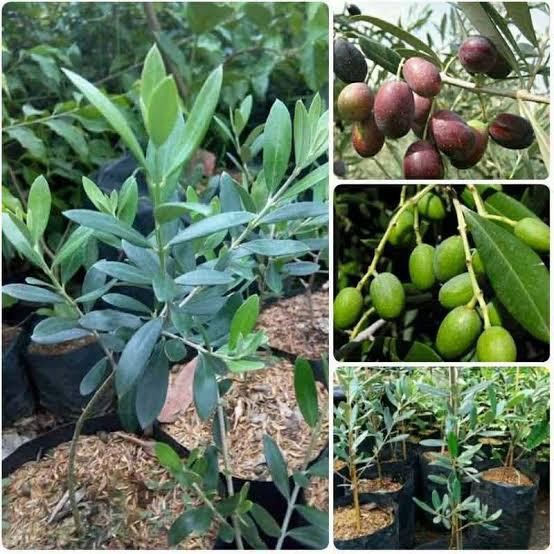 bibit zaitun Tanaman hon zaitun