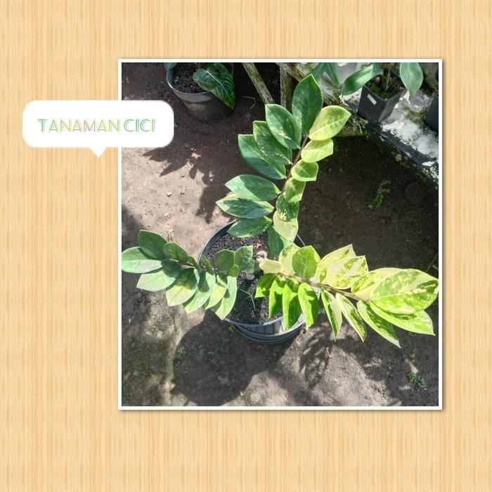 Zz plants zamia variegata only 1 t putih