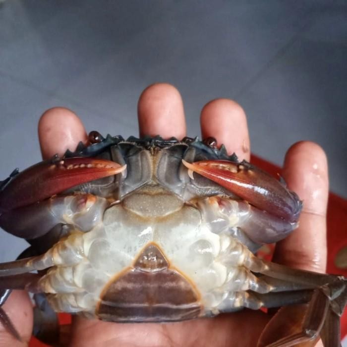 (Allthebest) kepiting soka 1kg isi mulai 8- 15