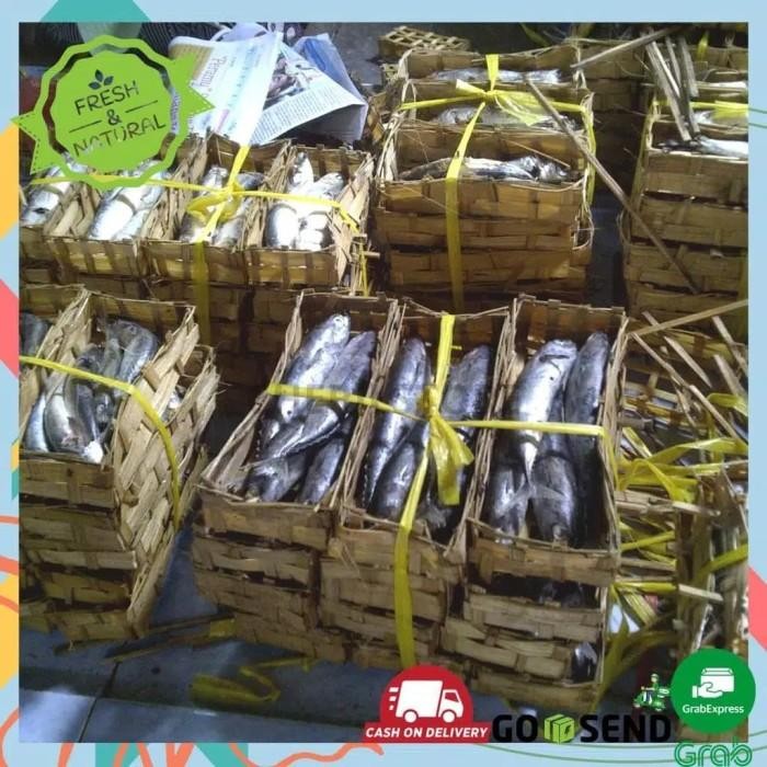 (Allthebest) IKAN TONGKOL BESAR