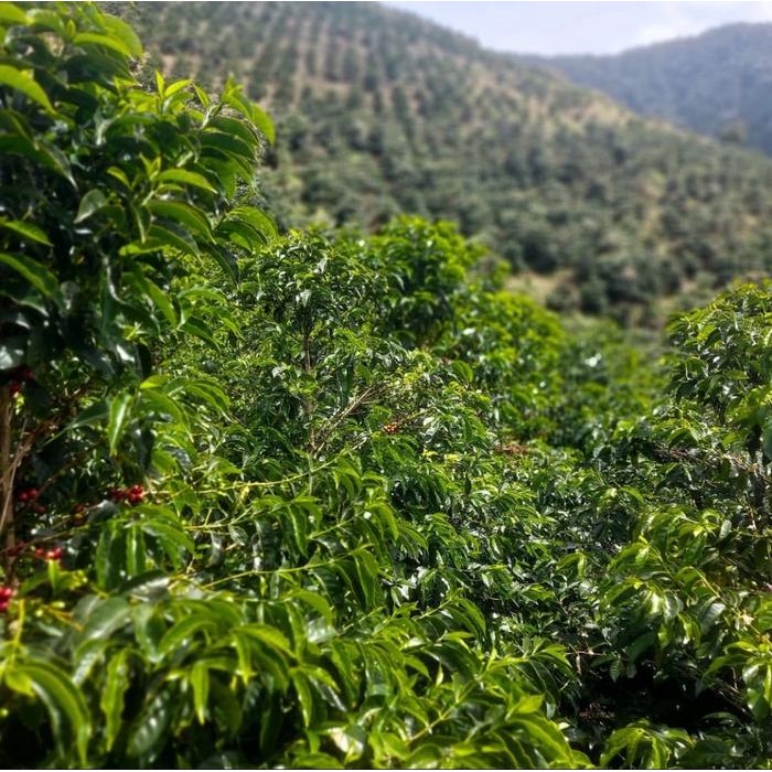 

COLOMBIA FINCA LA RESERVA GEISHA - ANAEROBIC HONEY - FILTER SPECIALTY COFFEE ARABICA BEANS CORP -