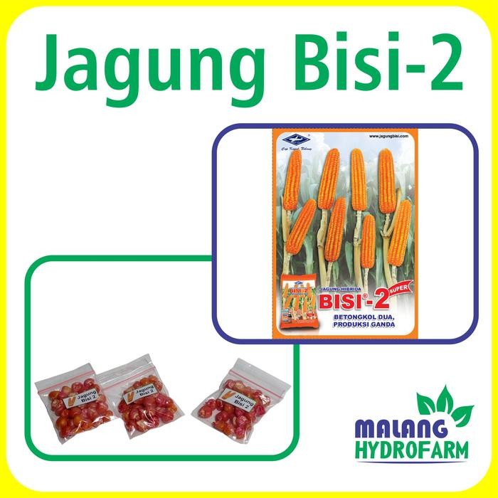 Benih Jagung Bisi-2 Unggulan Berkualitas biji bibit repack cap kapal terbang isi 2 hydroponik