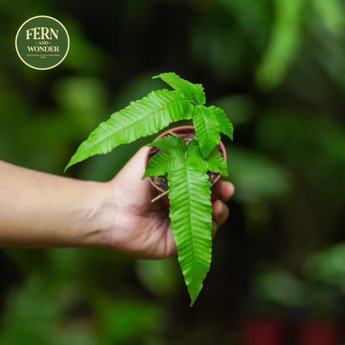 Thelypteris Aspera / Pronephrium Asperum / Tanaman Pakis / Fern