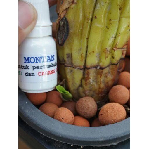 Montan : Kunci Rahasia Regenerasi dan Perbanyakan Anggrek Alami