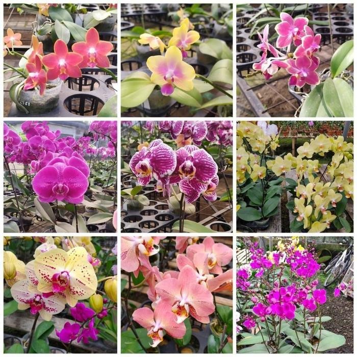 [Expert] Anggrek bulan remaja hybrid anggrek bulan