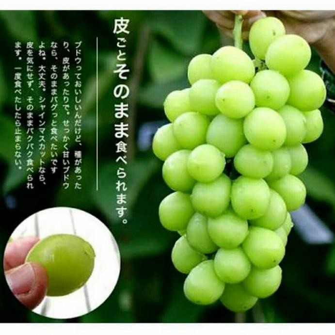 Bibit Anggur Hijau Varietas Shine Muscat Grafting
