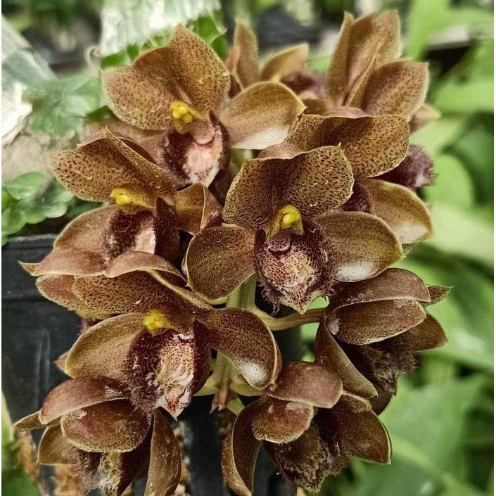 Clowesetum Colleen Dunne - BUMI Catasetum FDK Orchids Anggrek