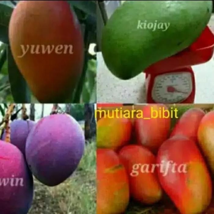 paket 4 bibit mangga Irwin garifta kiojay Yuwen