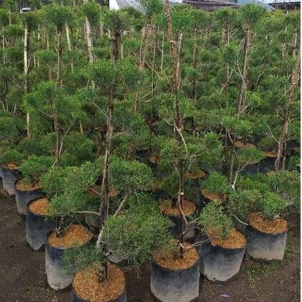 Cemara Udang 1Meter+ - Casuarina equisetidolia - Tanaman Cemara Udang 1m+