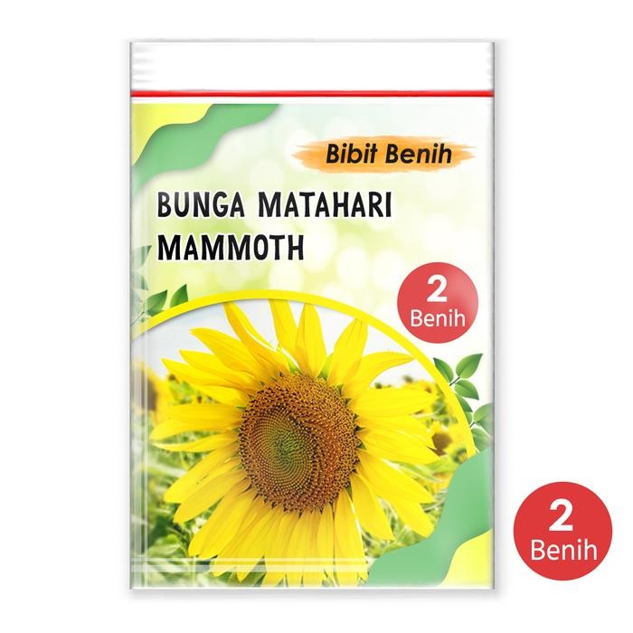 PREMIUM Bibit biji bunga matahari Mammoth import 2 biji kemasan klip plastik
