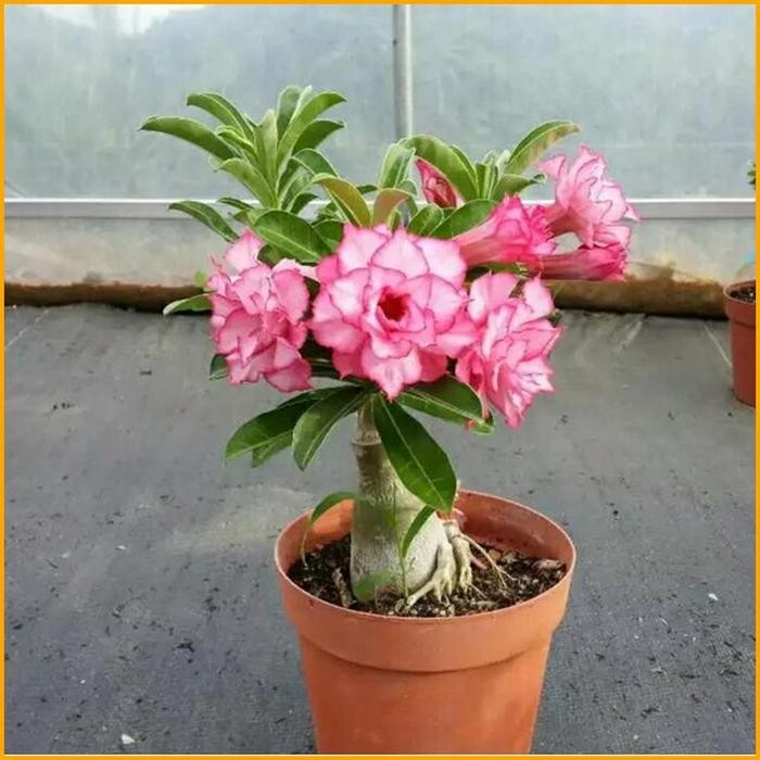 ASLI TAAN HIDUP ADENIUM TAAN S BONSAI BIBIT ADENIUM BUNGA KAMBOJA READY STOCK