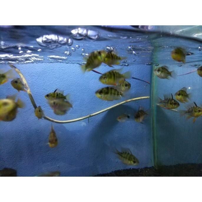 (Allthebest) Ramirezi Ballon German