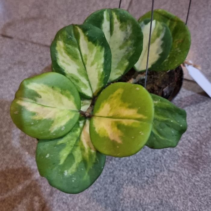 Hoya Obovata Variegata Tanaman Unik