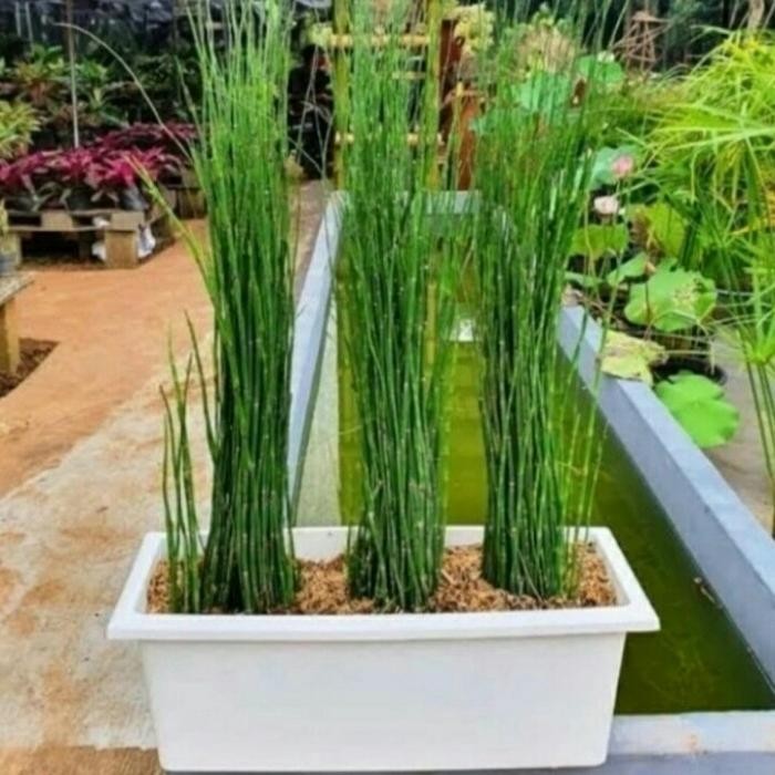 Tanaman Bambu Air Di Pot/Tanaman Hias