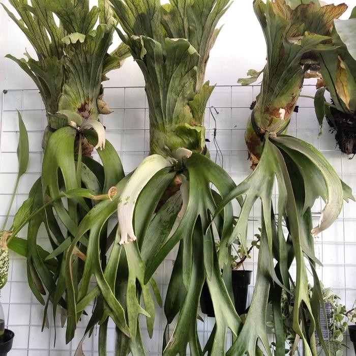 Tanduk Rusa / Simbar Menjangan