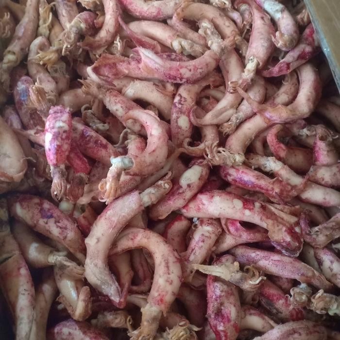 

cumi telor kering per 1kg