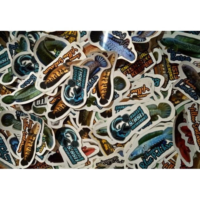 (Expert) Sticker Stiker Aquarium Channa Snakehead (Terlengkap)