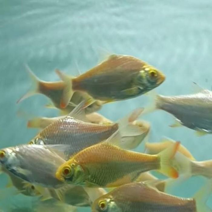 (Expert) Ikan Kaviat albino sirip merah, 12-13cm.Tankmate Pembersih Aquarium.