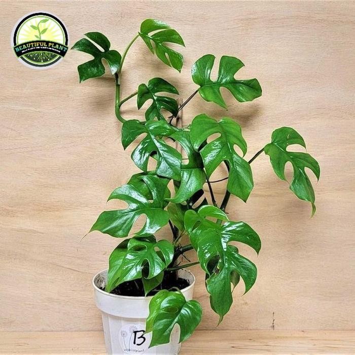 Tanaman Hias Monstera Tentrasperma - Tanaman Merambat Monstera Tentra